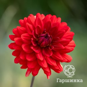 

Георгина Карма Амора декоративная