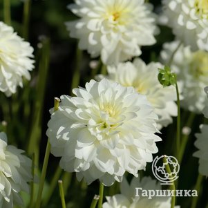 

Георгина Карма Серена декоративная