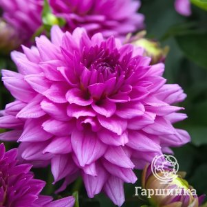 

Георгина Клодетт декоративная