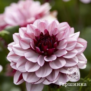 

Георгина Крем де Кассис декоративная