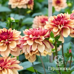 

Георгина Крем де Коньяк декоративная