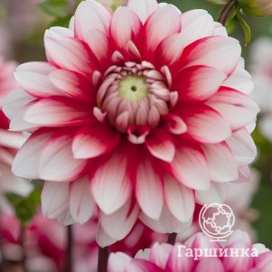 

Георгина Ларрис Лав декоративная