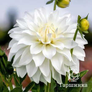 

Георгина Леди Либерти декоративная