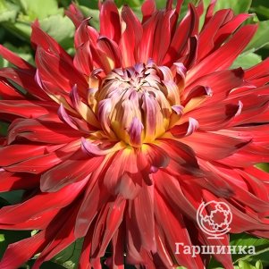 

Георгина Манхеттен Айленд декоративная