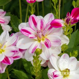 Георгина Сан Мартин декоративная