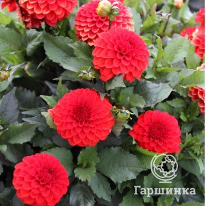 

Георгина Мелоди Болеро бордюрная