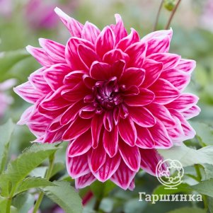 Георгина Меро Стар декоративная