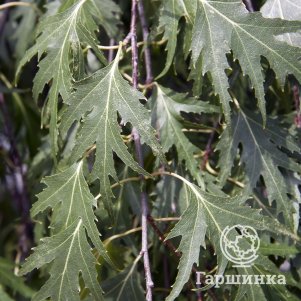 

Береза повислая Криспа