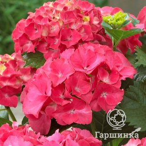 

Гортензия Ред Сенсейшн крупнолистная (макрофила)