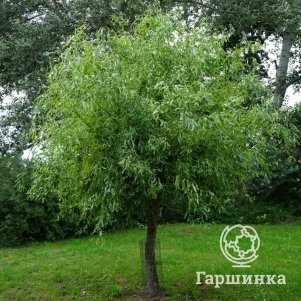 

Ива Матсудана (витые побеги)