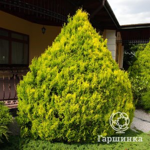 

Кипарисовик Плюмоза Ауреа горохоплодный