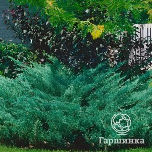 

Можжевельник Блю Дануб казацкий