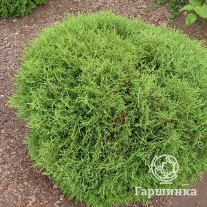 

Туя западная Хозери