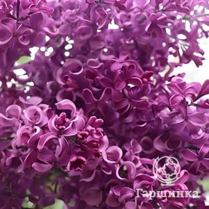 

Сирень Бесконечность