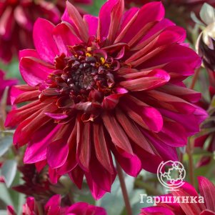 

Георгина Пурпл Хейз анемоновидная