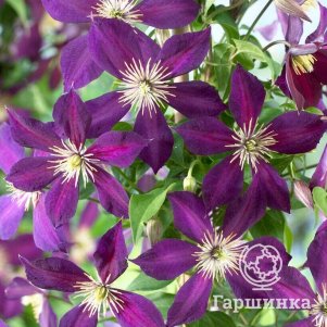 

Клематис Микелит (3)