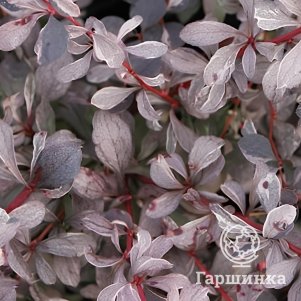 Живая изгородь: Барбарис Сильвер Майлс 10шт