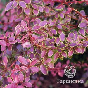 Живая изгородь: Барбарис Голден Ринг 10шт