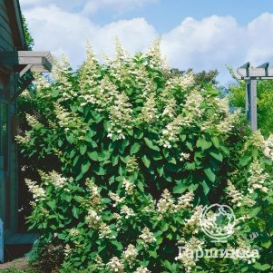 Живая изгородь: Гортензия Юник 10шт
