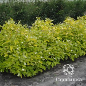 

Живая изгородь: Дерен Ауреа 10шт