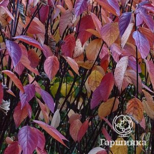 

Живая изгородь: Дерен Кессельринги 10шт