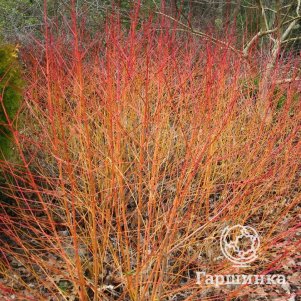 

Живая изгородь: Дерен Мидвинтер Фаер 10шт