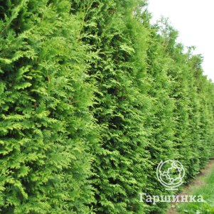 

Живая изгородь: Туя Кинг оф Брабант 10шт