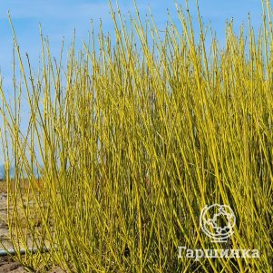 

Живая изгородь: Дерен Флавирамеа 10шт