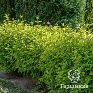 

Живая изгородь: Дерен Шпети 10шт