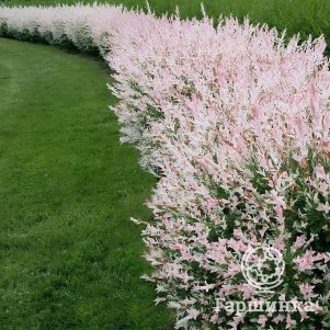 Живая изгородь: Ива Хакуро Нишики 10шт