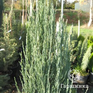 

Живая изгородь: Можжевельник Блю Арроу скальный 10шт