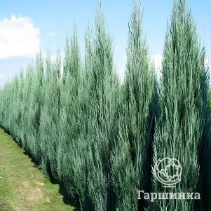 

Живая изгородь: Можжевельник Скайрокет скальный 10шт