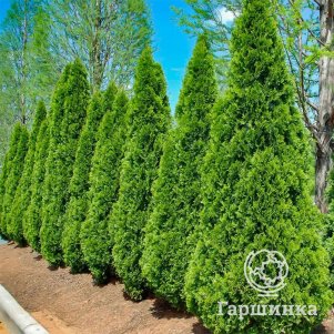 

Живая изгородь: Туя Тотем Смарагд 10шт