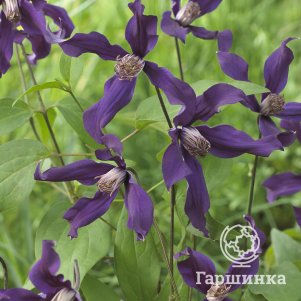 Клематис Блю Оушен (Голубой океан) цельнолистный  (3)