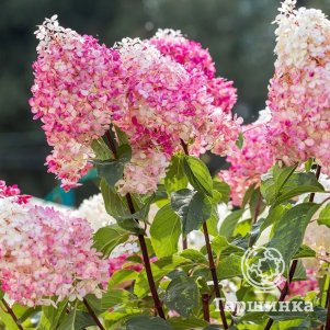 Живая изгородь: Гортензия Вимс Ред 10шт