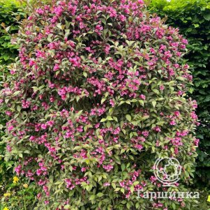 

Живая изгородь: Вейгела Виктория 10шт