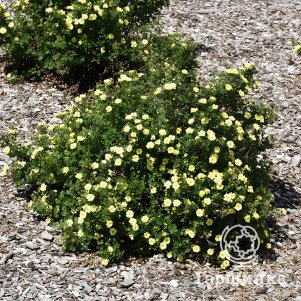 

Живая изгородь: Лапчатка Лемон Меринг 10шт