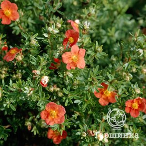 

Живая изгородь: Лапчатка Ред Айс 10шт