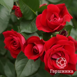 Живая изгородь: Роза Аделаида Худлес 10шт