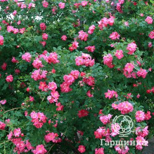 Живая изгородь: Роза Вильям Баффин 10шт