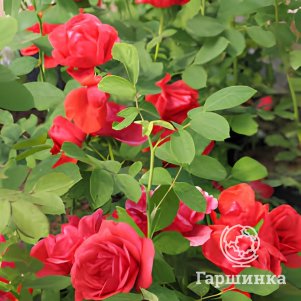 Живая изгородь: Роза Морден Файрглоу 10шт