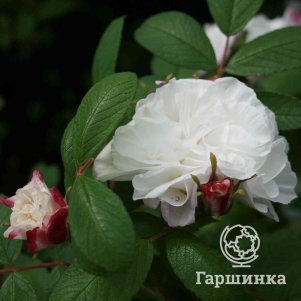 Живая изгородь: Роза Луиза Багнет 10шт