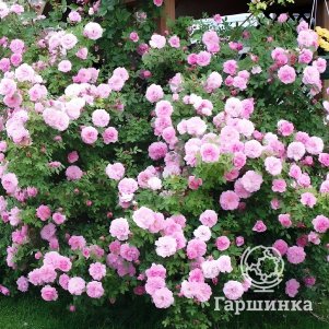 

Живая изгородь: Роза Мартин Фробишер 10шт