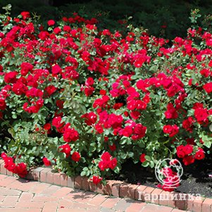 Живая изгородь: Роза Шамплейн 10шт