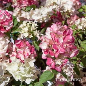 

Живая изгородь: Гортензия Диамантино 10шт