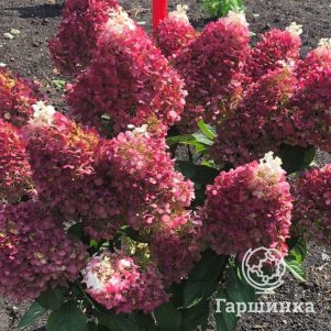 

Живая изгородь: Гортензия Индиан Саммер/Ред Вельвет 10шт