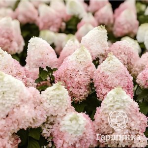 

Живая изгородь: Гортензия Колорфул Коктейль 10шт