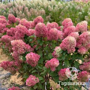 

Живая изгородь: Гортензия Краса Лесково 10шт