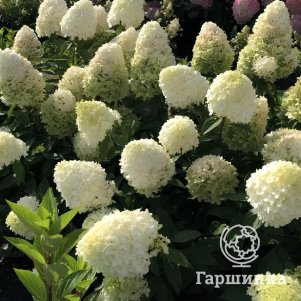 

Живая изгородь: Гортензия Мэджикал Матерхорн 10шт