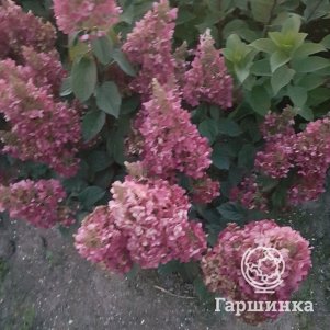 

Живая изгородь: Гортензия Петит Лантерн 10шт